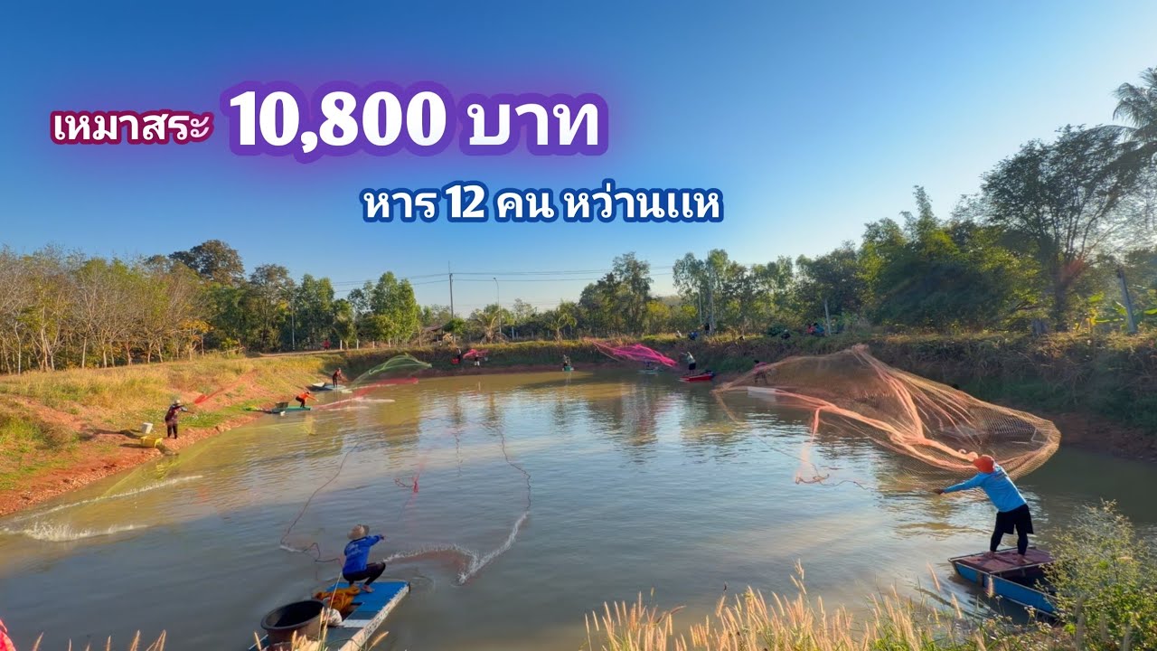 เหมาสระ 10,800 บาท หาร 12 คน หว่านเเห บ่อ 1 ไร่ ใครไวคนนั้นได้ / บ้านนอก EP.998