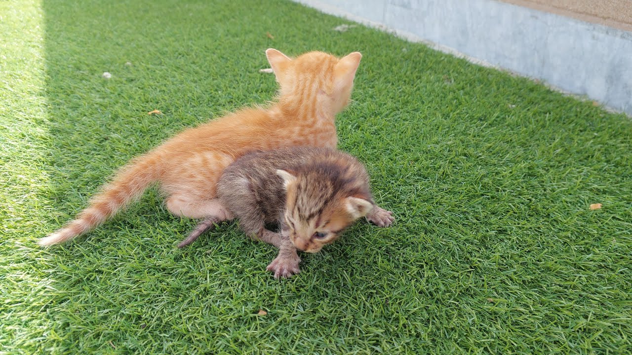 Mother Cat Not Allowing Her Kittens To Play With 2 orphan Kittens