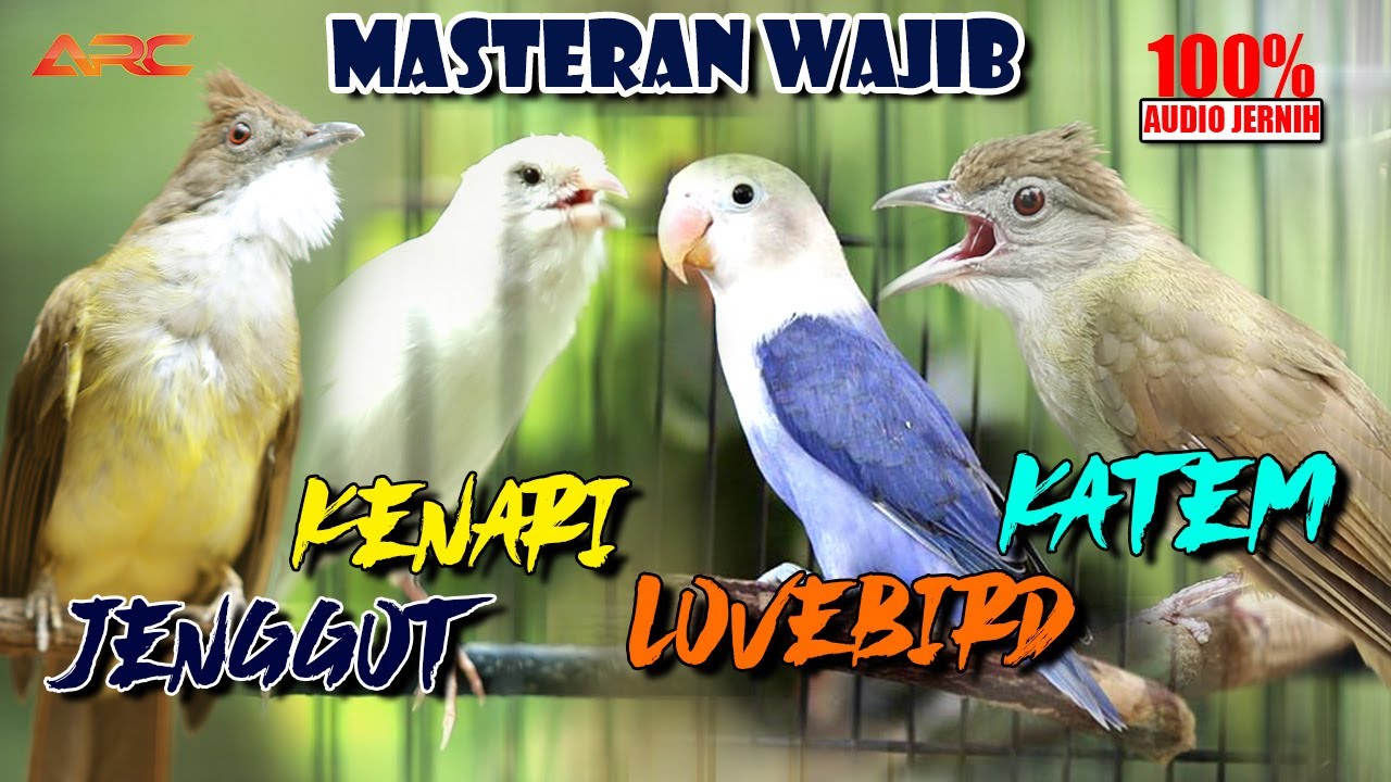 100% MASTERAN JUARA | KAPAS TEMBAK - KENARI - JENGGOT - LOVEBIRD | MASTERAN JUARA