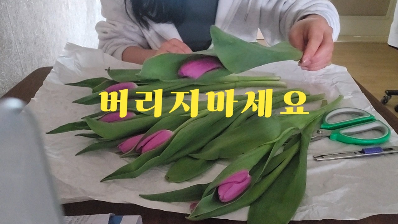 꺾인 튤립, 버리지 마세요 🌷 다시 살리는 방법