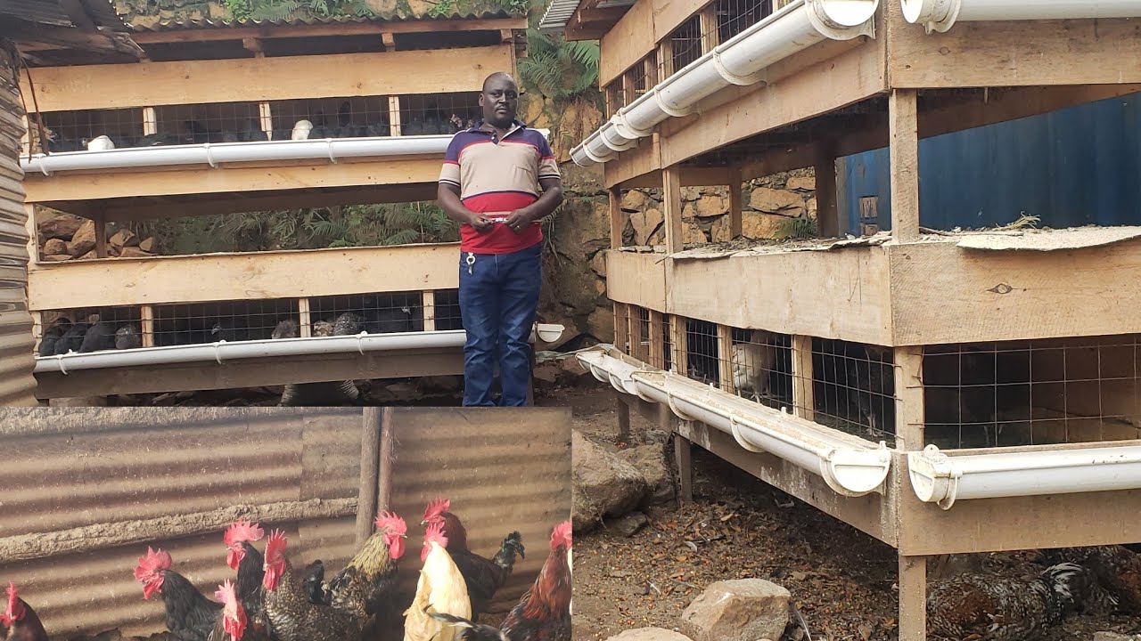 How A Professional Teacher Turned Into Local Poultry Farming In The City Center Using Cages?