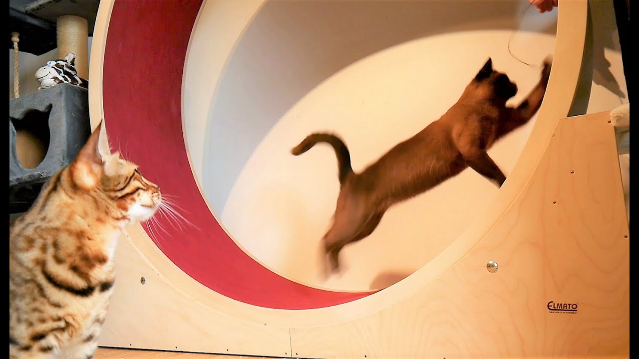 Burmese, Bengal, Siamese & Cat Wheel || Burma, Bengal, Siam Katze & Katzenlaufrad