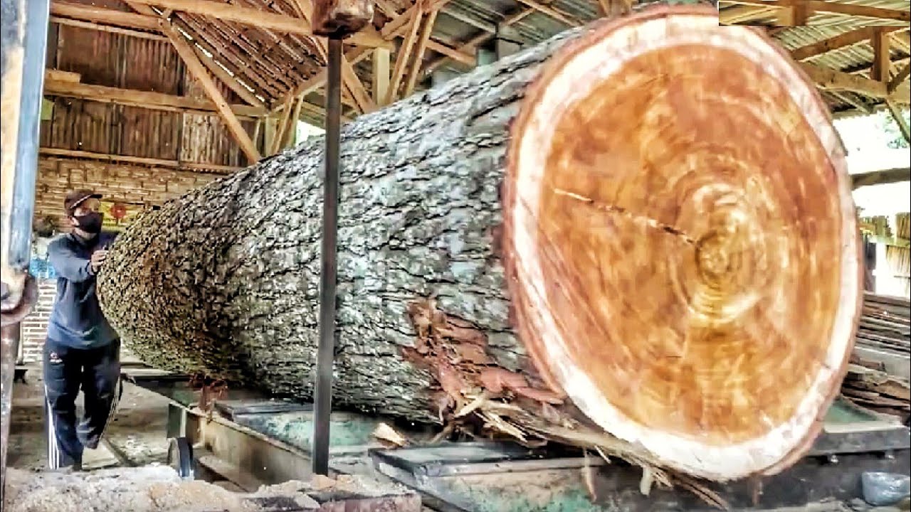 Turning a Ponorogo mother tree into premium timber!