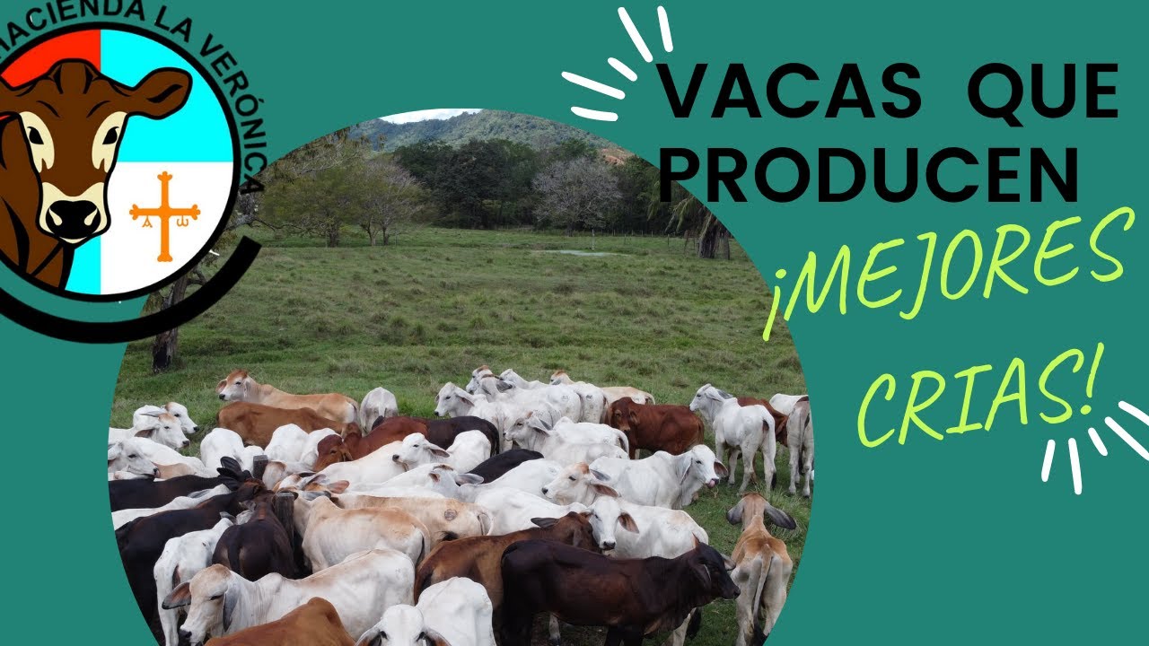 VACAS PARA PRODUCIR LAS MEJORES CRÍAS