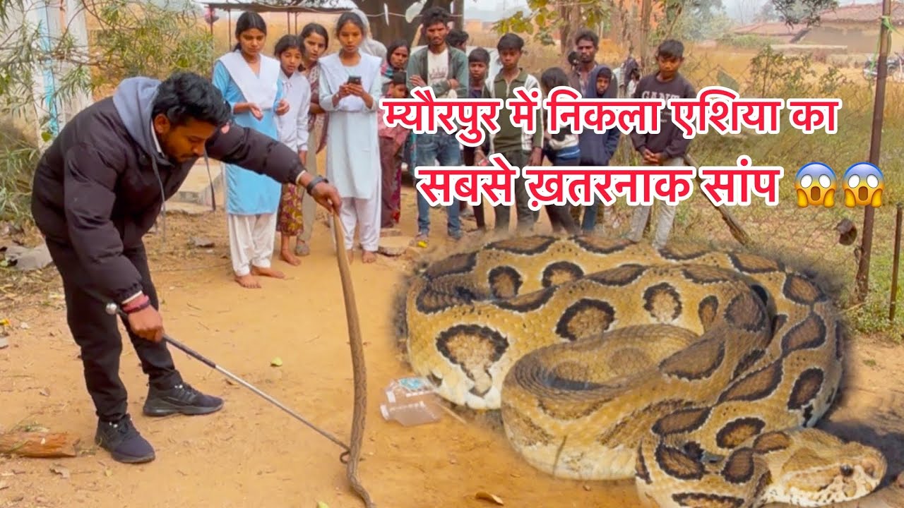 म्यौरपुर में निकला एशिया का सबसे जहरीला सांप 😱Russells Viper Snake resque videos 