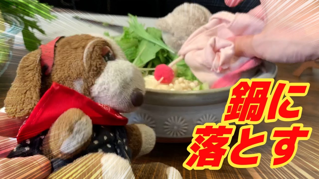 【ドッキリ】ぶたたんを鍋に落としてみた【いぬわんたんTV】