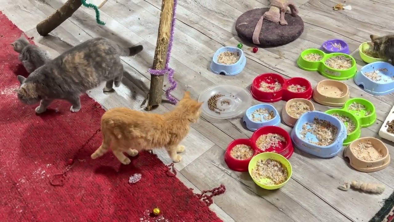 &hearts;️Another day in the shelter: the life of Ukraine&rsquo;s cats