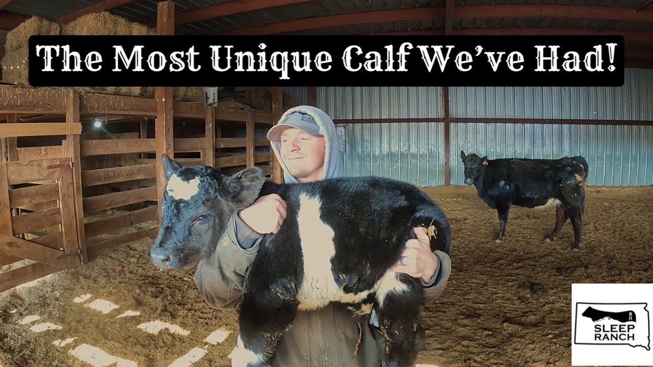 Calving Surprise!