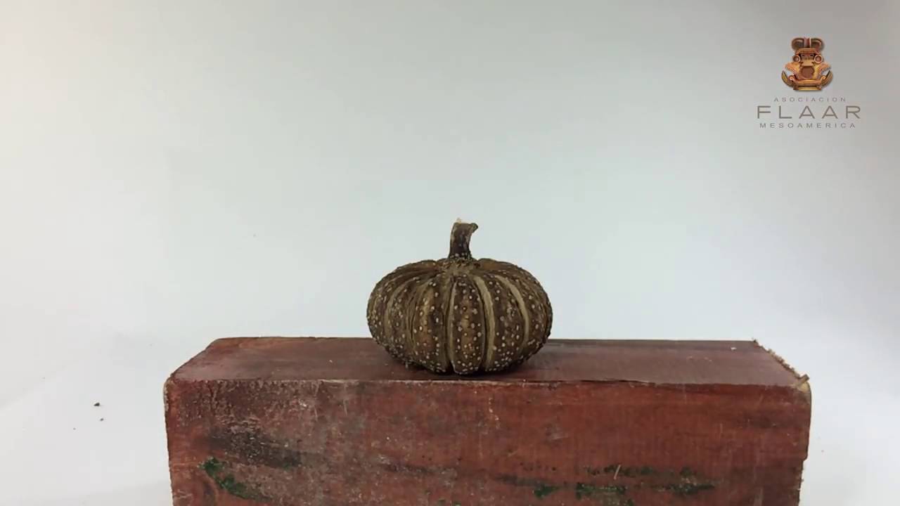 Hura polyandra explosive seed pod