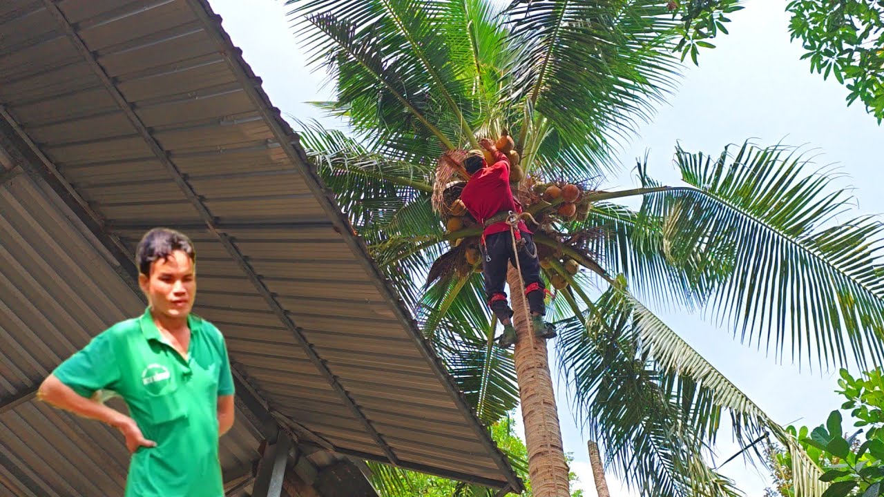 Cưa hai cây Dừa Cao Siêu Trái gần nhà, chủ nhà đã hết chịu nổi.