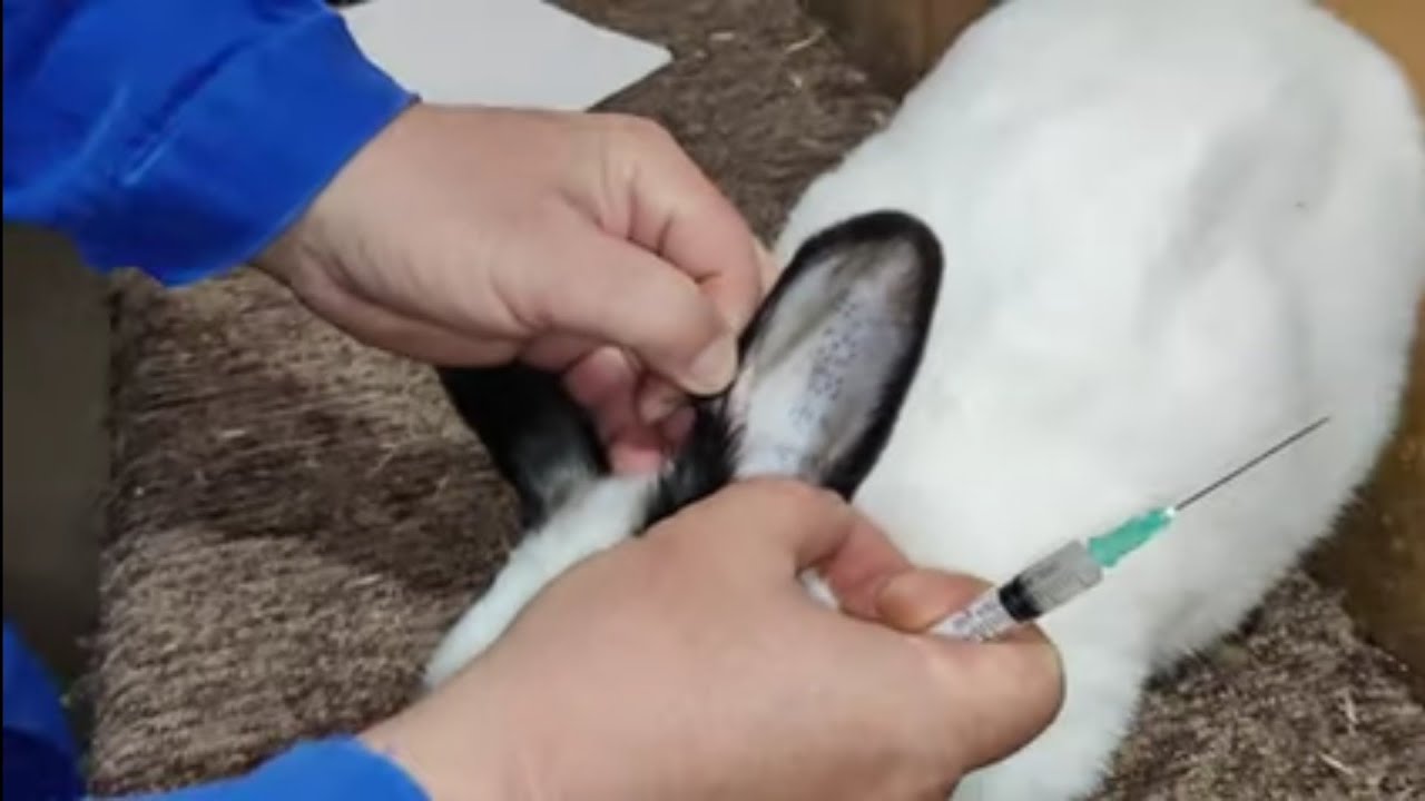 Vaccinare Iepuri cu Pestorin Mormix 28 052022 /Rabbit Vaccination