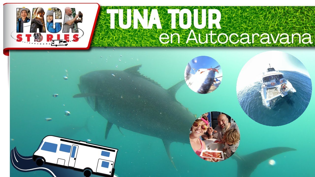 🚐🐟🤿👨‍👩‍👦‍👦 NADAMOS con ATUNES GIGANTES❗ - Aventuras en AUTOCARAVANA #tunatour #atunrojo