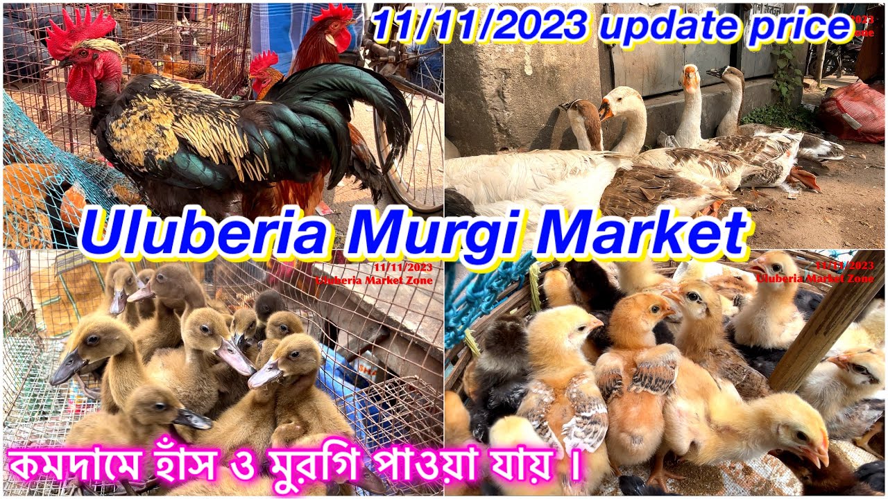 Uluberia Murgi Market Uluberia Pet market 11/11/2023 update today price#cheapestprice #murgi #status