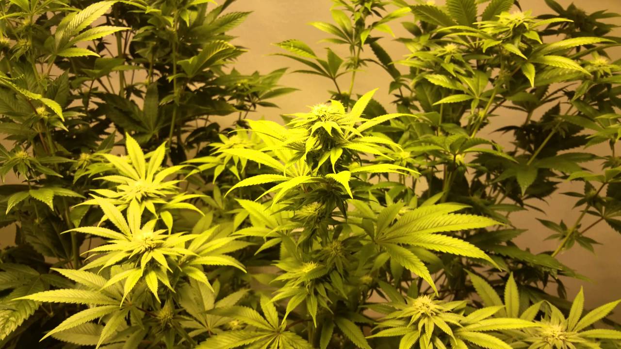 Cannabis Day 18 Flower 4K