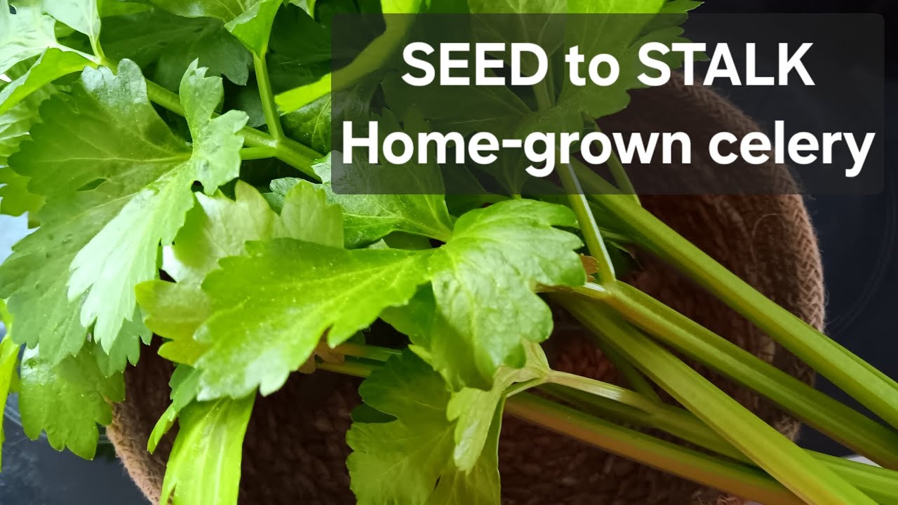 Growing celery in a container from seed to harvest