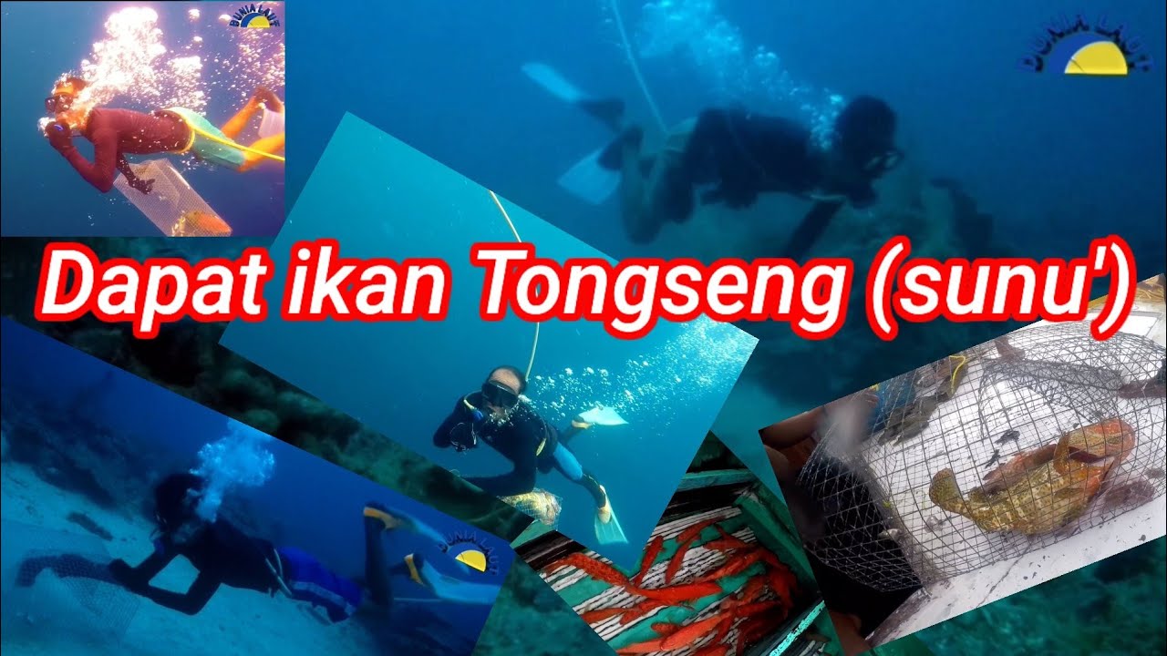 PASANG BUBU BESI DAPAT IKAN TONGSING (SUNU')