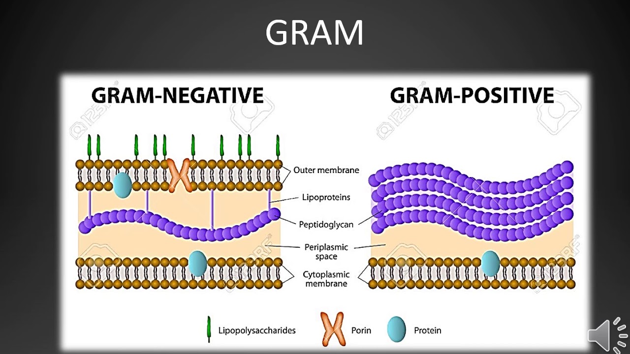 La coloración o tinción de Gram