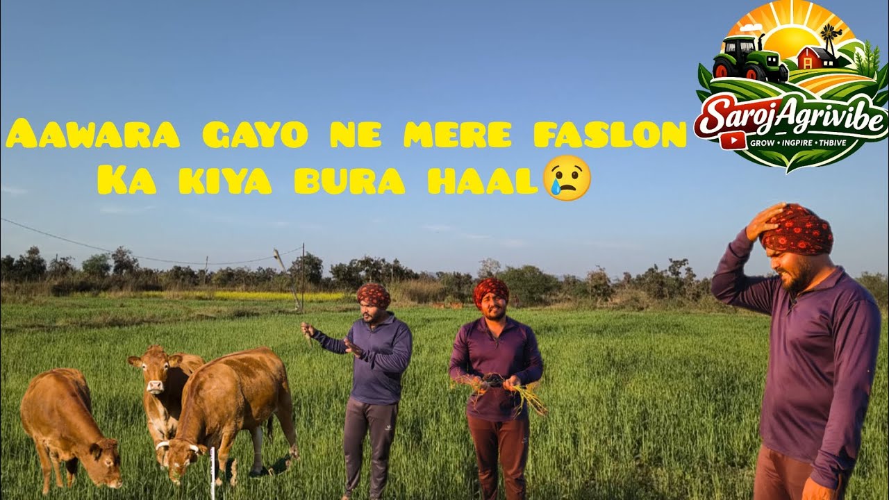 Faslon ko kaise bachaye? | Gayon se nuksan aur Fencing ka kaam 🌾