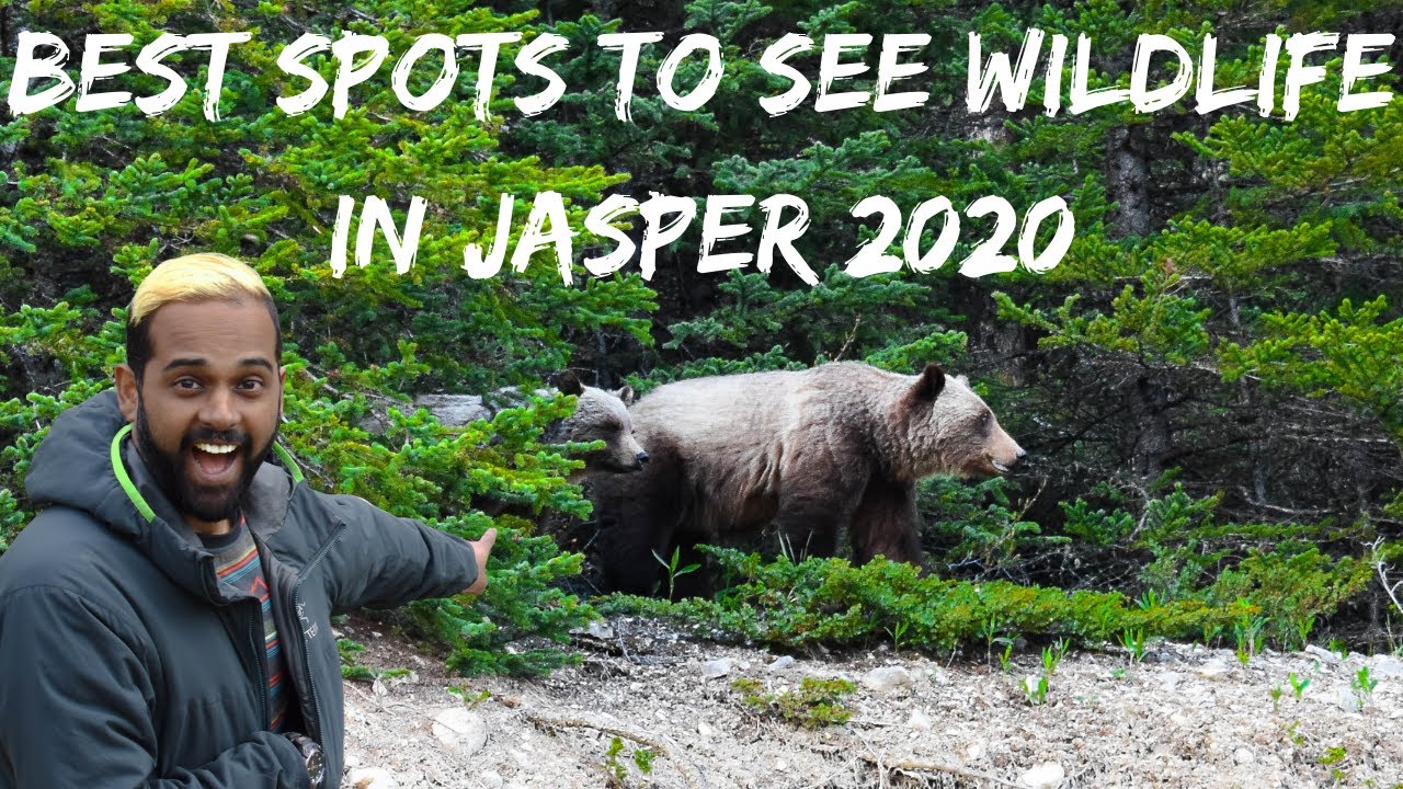WHERE TO FIND BEARS IN JASPER NATIONAL PARK, CANADA |THE BEST WILDLIFE SPOTS IN 2020 |MAPS INCLUDED