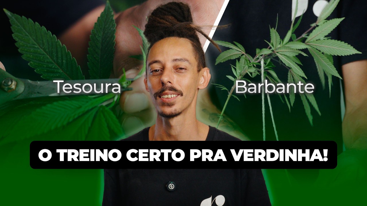 Poda ou Amarra no Cultivo Indoor? LST vs Topping e o Erro Que Pode Travar Sua Planta