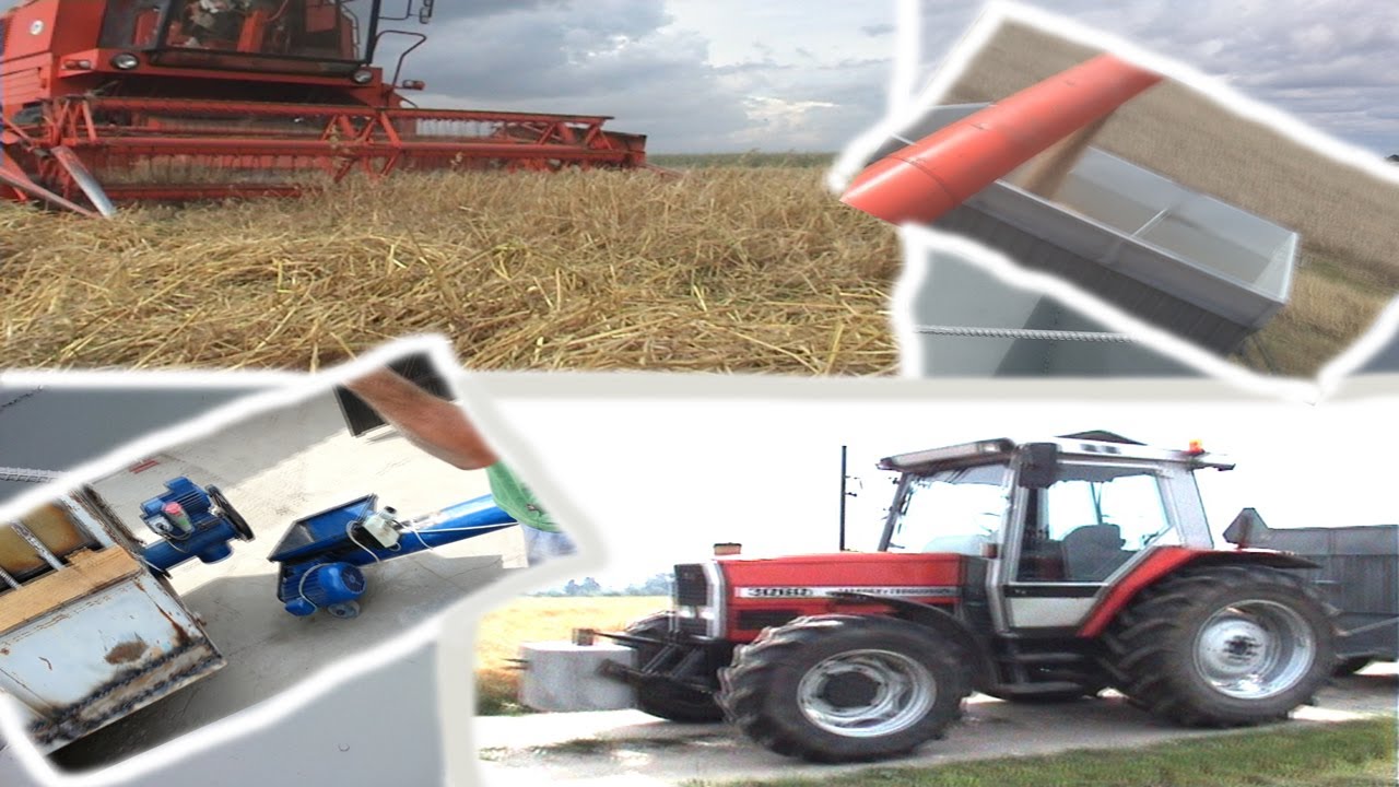 Żniwa 2013 | Massey Ferguson 3060 i przyczepa samowyładowcza !
