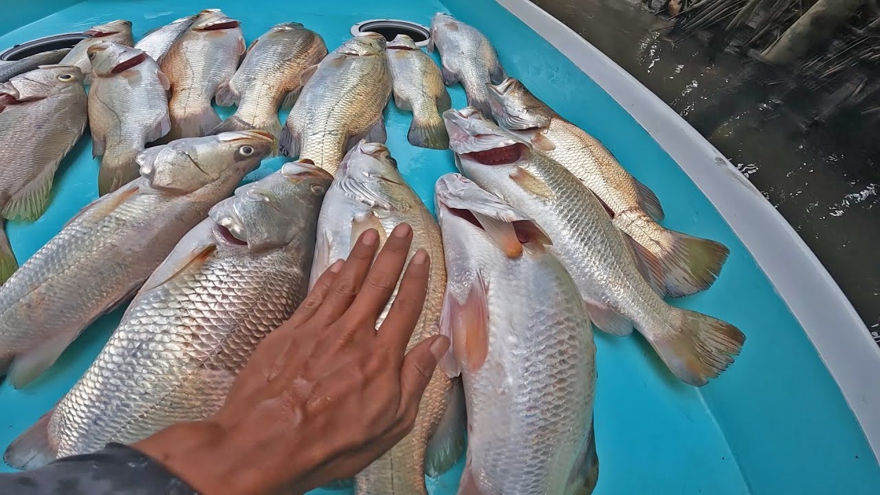 Mancing Di IKN PPU (Penajam Paser Utara)