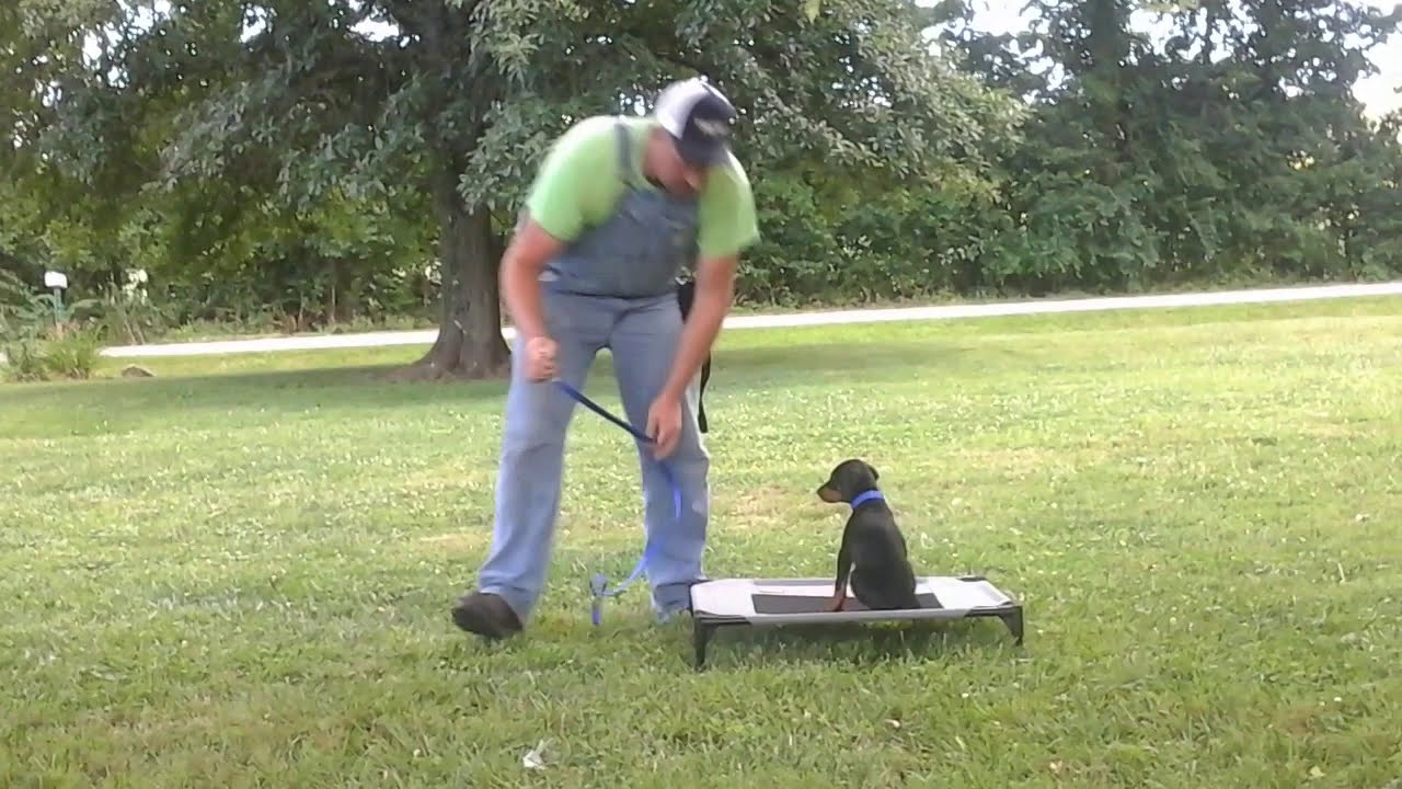 Virgie  8 Week Old European Doberman Puppy Training