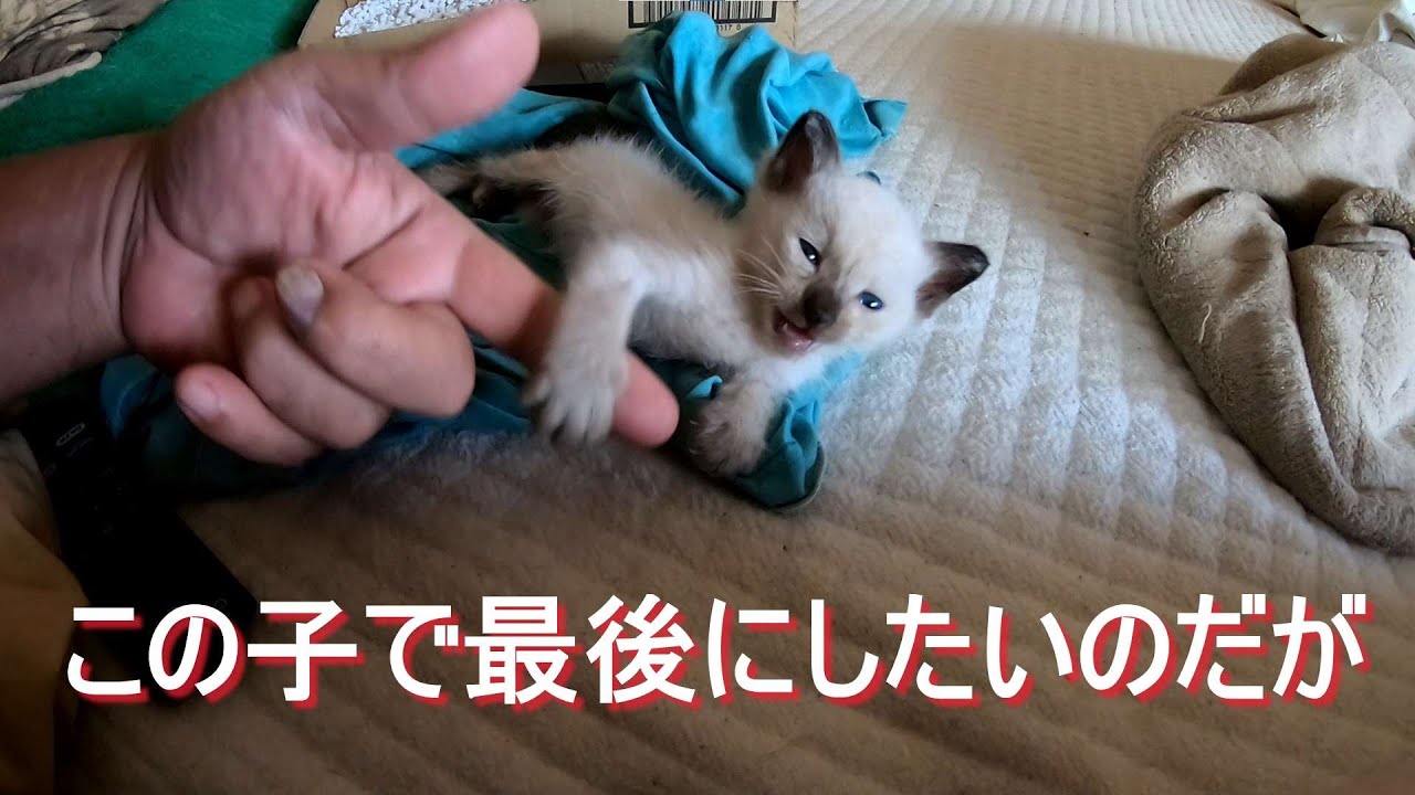【子猫保護】この子で最後にしたいのだが№１、僕も年なので、、、