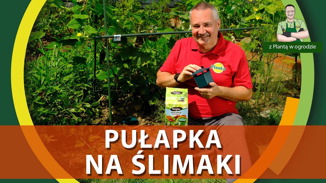Pułapka piwna / Ekologiczna walka ze ślimakami - Z PLANTĄ W OGRODZIE