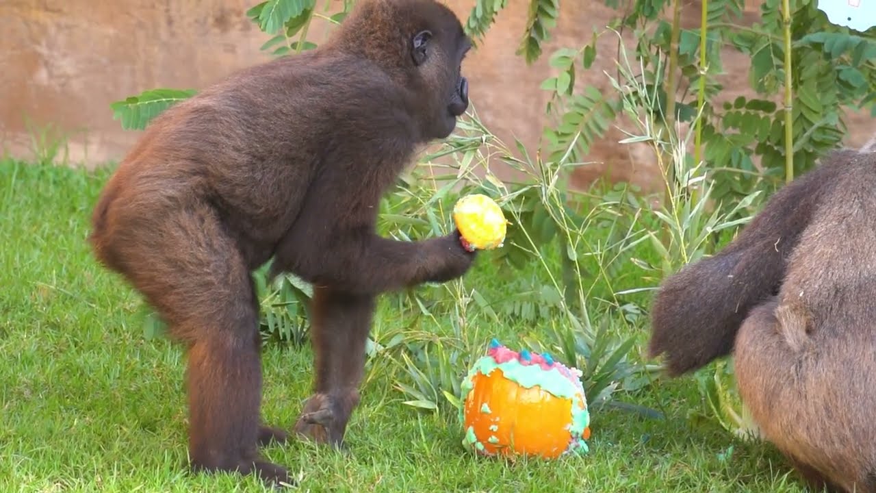 Ekan cumple cinco años: el primer gorila andaluz que aprende jugando en Bioparc Fuengirola