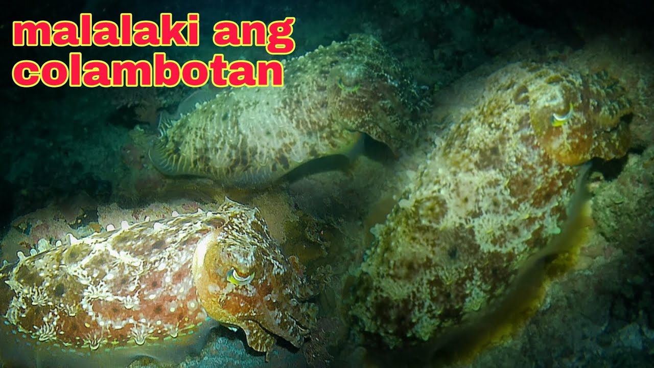ep485 bagong spot malalaki ang colambotan night spearfishing Philippines
