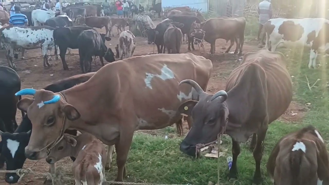 31/1/2026.வள்ளியூர் மாட்டு சந்தை திருநெல்வேலி.vallioor cow market. Tirunelveli. 