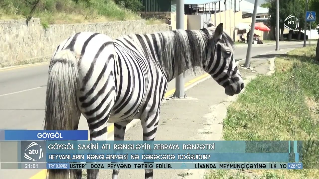 Göygöl sakini atı rəngləyib, zebraya bənzətdi