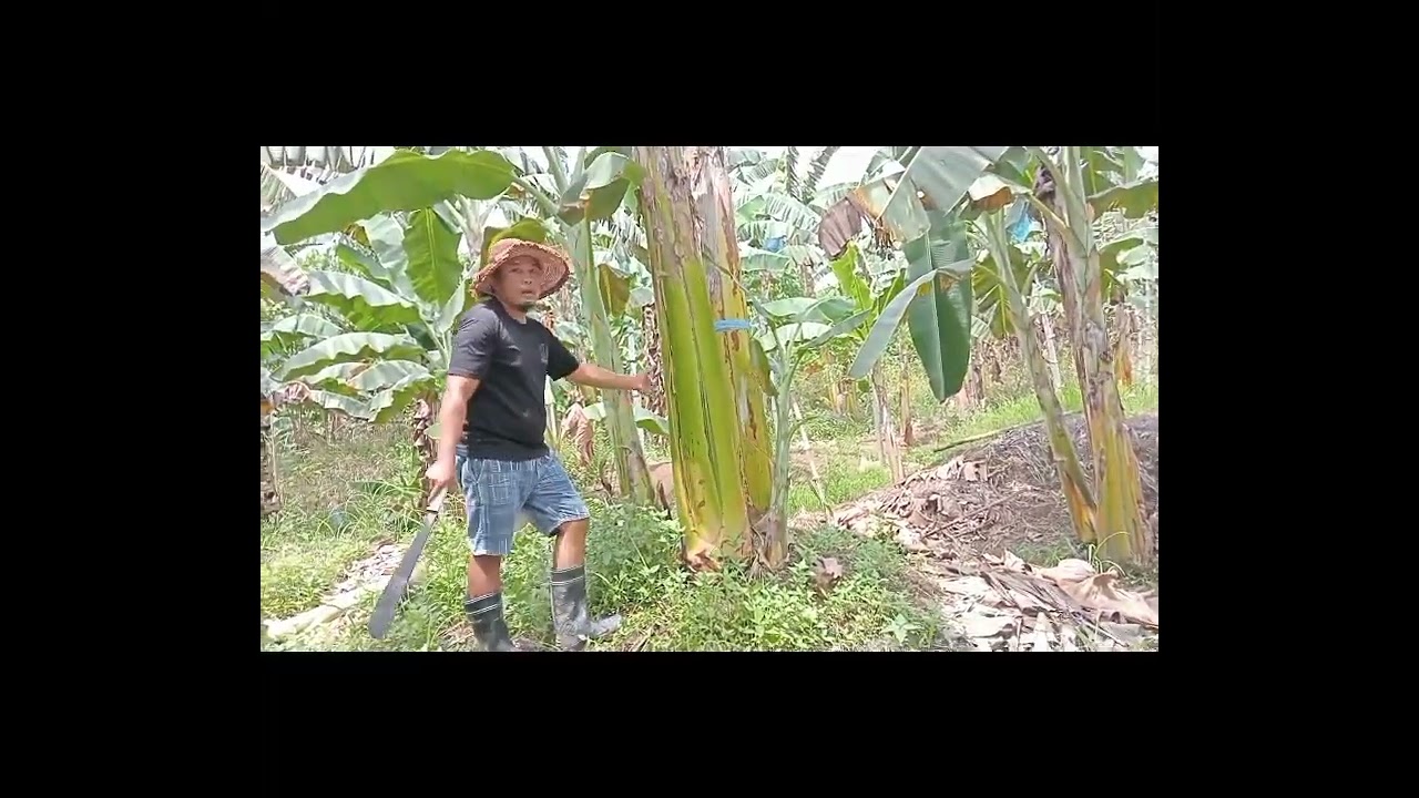 Pruning of Banana ( Cardava )