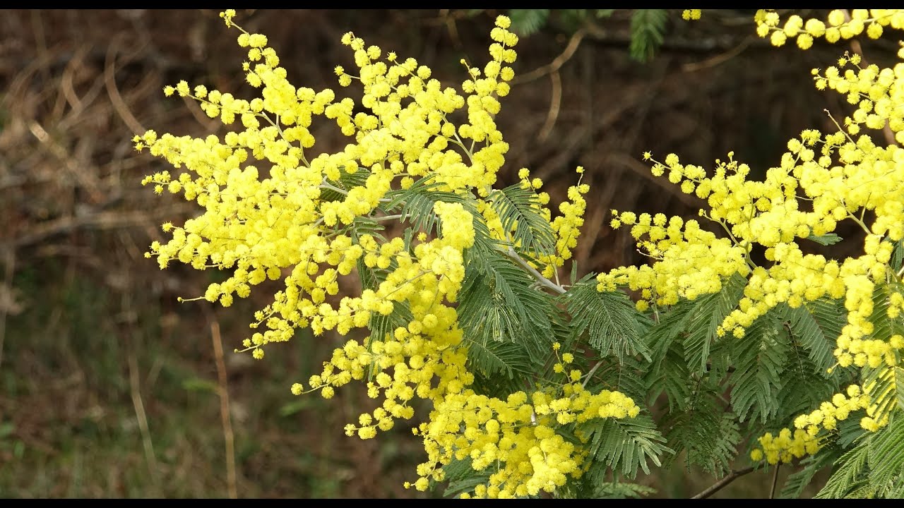 Mimosa - Acacia dealbata