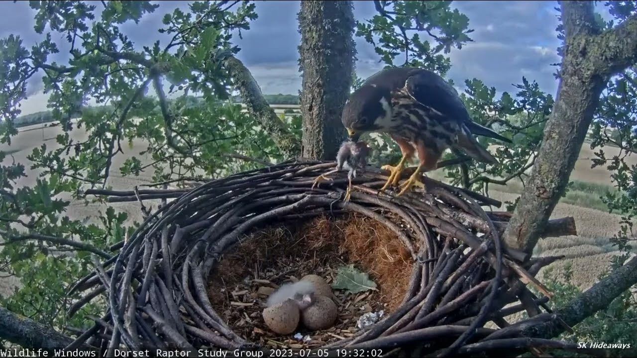 Dorset Hobby Falcons: Chick #1 hatches and has a good day 🐣 2023 Jul 5