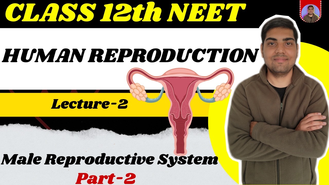 Human Reproduction | Class 12 | Lecture 2 | Testis & Seminiferous Tubules NEET