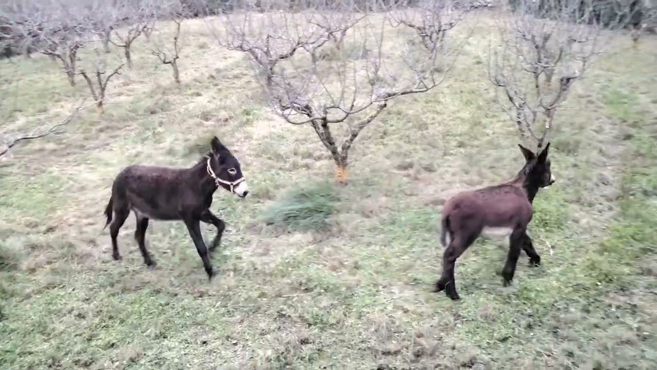 Donkeys sport routine 2024 1/3
