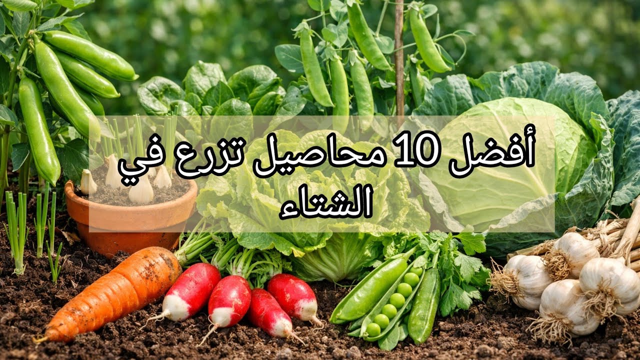 أفضل 10 محاصيل تُزرع في الشتاء 🌱 | زراعة سهلة وناجحة للمبتدئين
