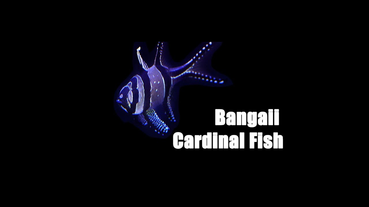 Bangaii Cardinals (ft. Miss Saltwater Tank)