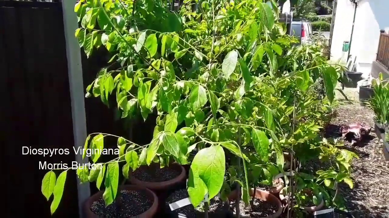 American persimmon 'Morris Burton ', container grown in the UK