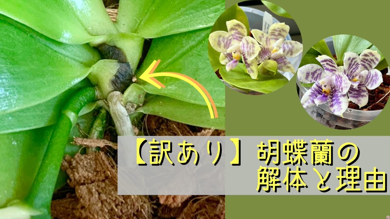 2026年3月12日　【訳あり】胡蝶蘭Ｂ株　ベニカＸの効果に期待　クレームお断りの訳　