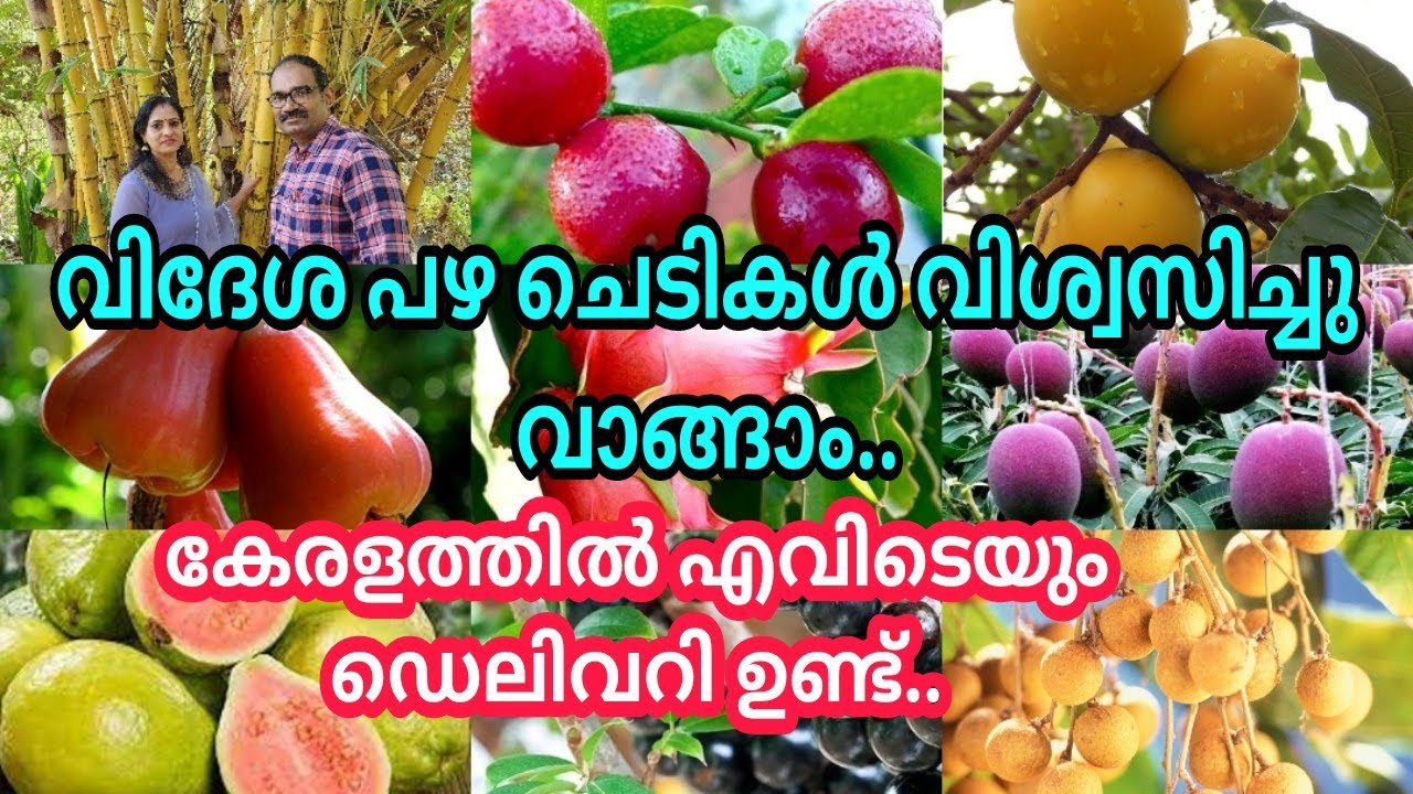 All Kerala Cash On Delivery/ വിദേശ ഫലവൃക്ഷങ്ങൾ വിശ്വസിച്ചു വാങ്ങാം.. #nursery #exoticfruitplants