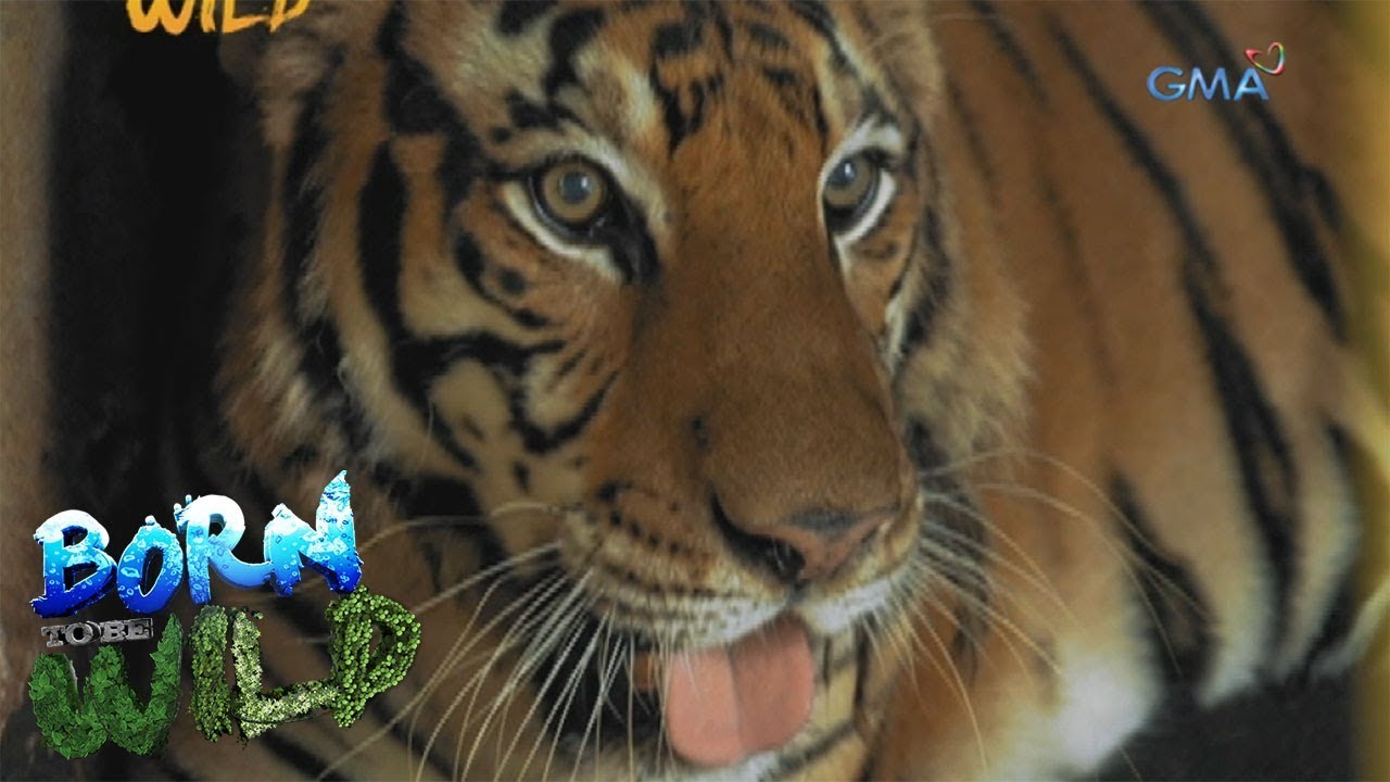 Born to be Wild: Treating an aggressive tiger at Albay Park and Wildlife
