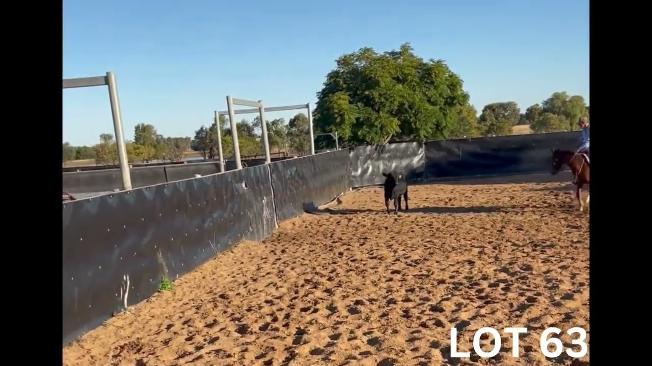 LOT 63. AG-GROW ELITE HORSE SALE 2024