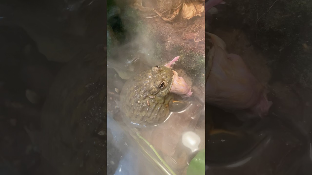 Giant African Bull Frog Chowin Down Down Mouse Dinner! 