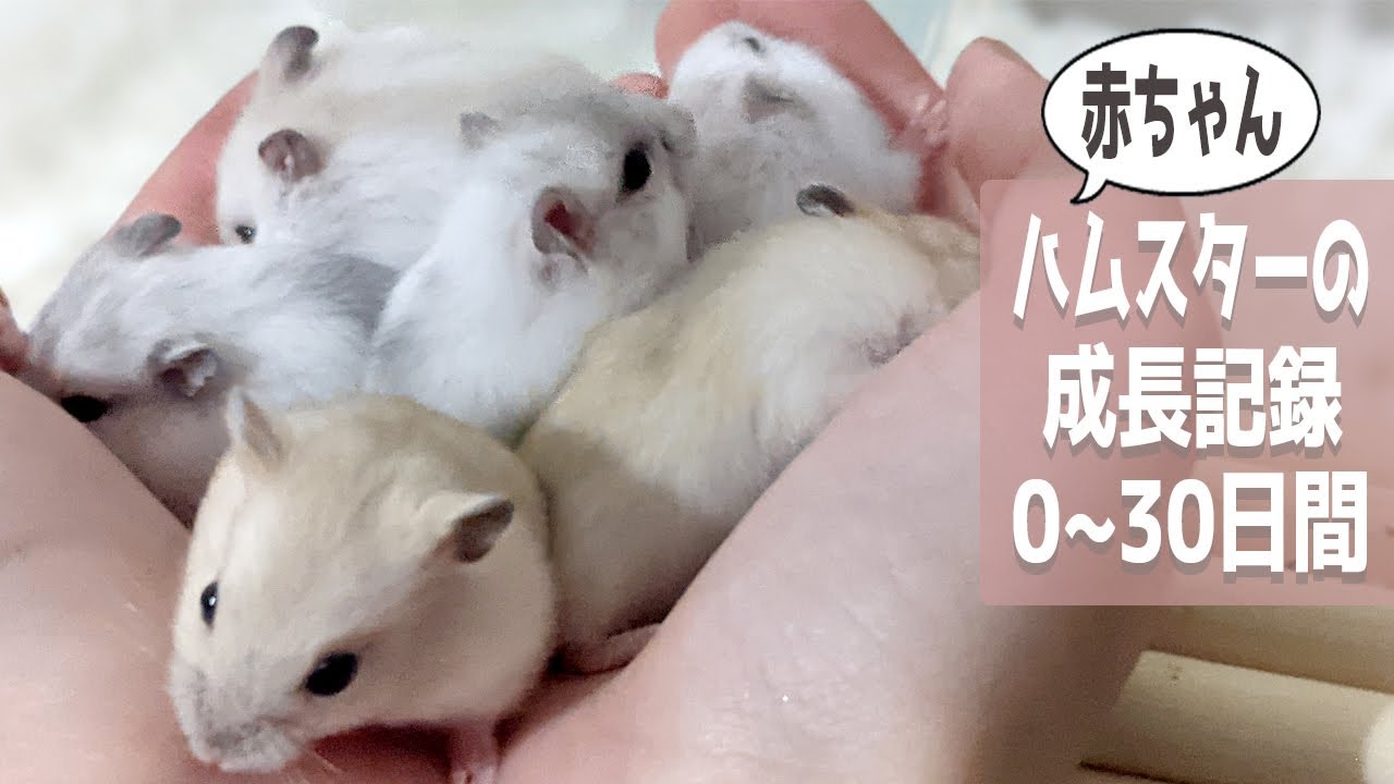 赤ちゃんハムスター生後０～30日間の成長記録【ジャンガリアンハムスター】