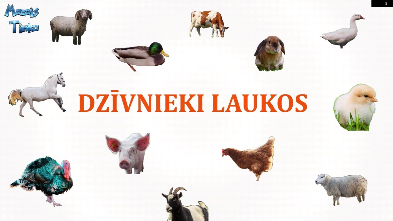 Dzīvnieki Laukos! Mācāmies! Latviešu valodā! Zvēri!