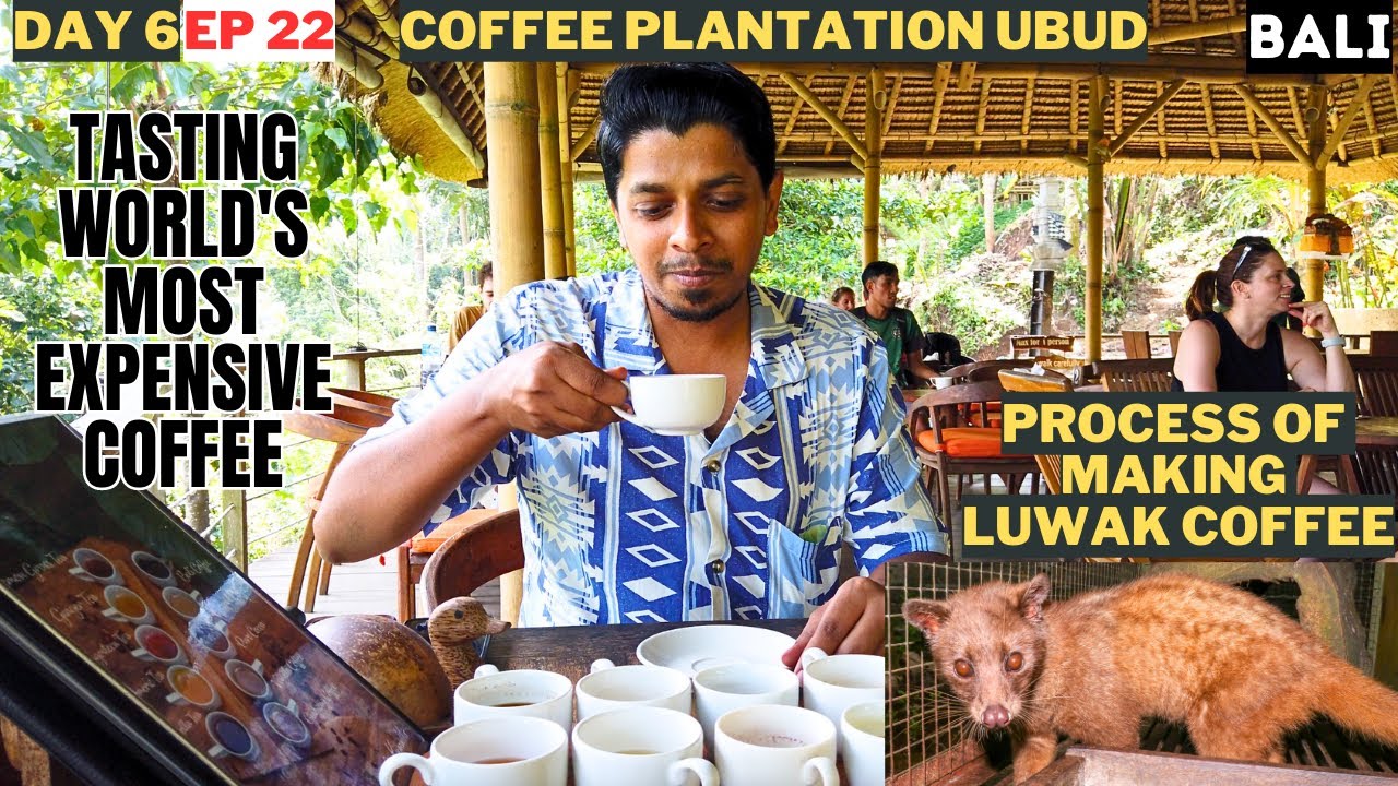 Would you try coffee made out of cat POOP?| LUWAK COFFEE | Day 6 EPISODE 22 #bali #luwak