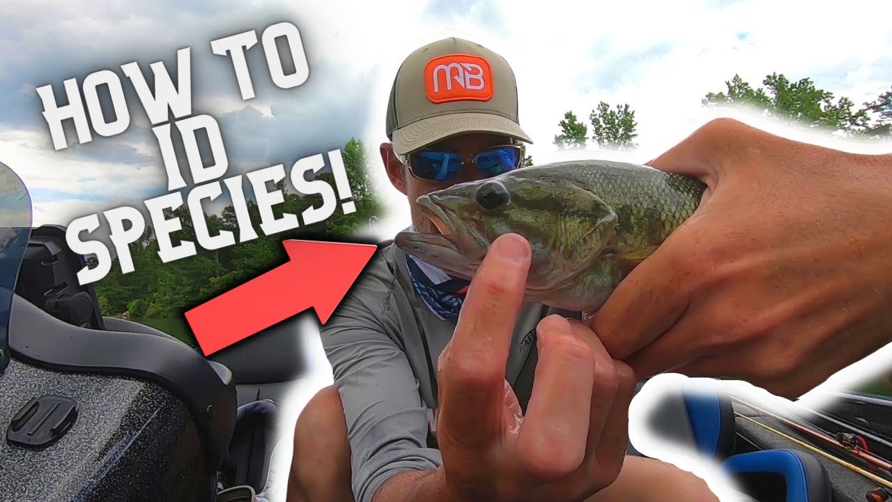 How To Properly Identify Species Of Bass